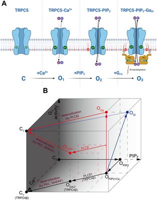 Direct modulation of TRPC ion channels by Gα proteins
